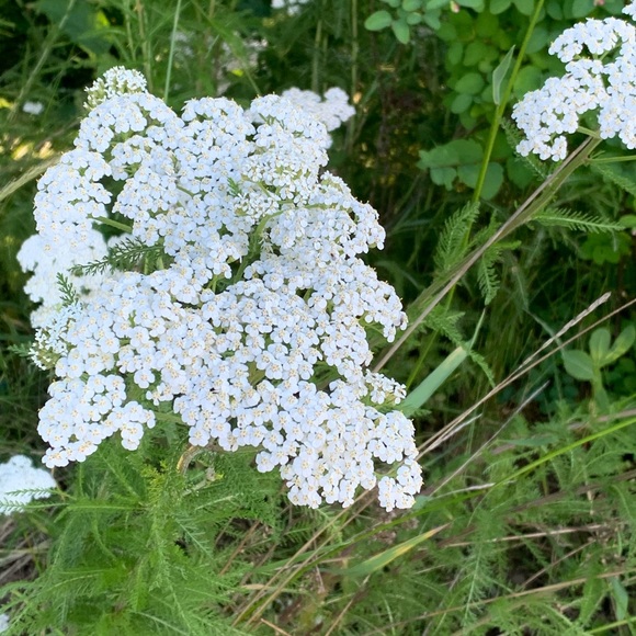 Meet your Posher, Bianca - Picture 1 of 1